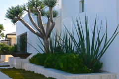 Modern white finish, architectural landscape with succulents